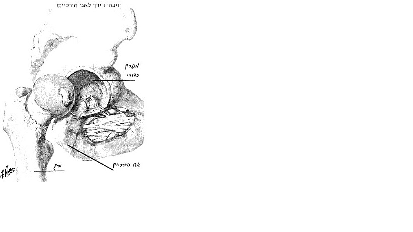 חיבור הירך לאגן הירכיים